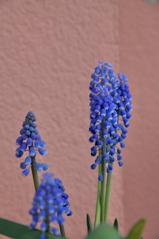 Conter fleurette photo 9